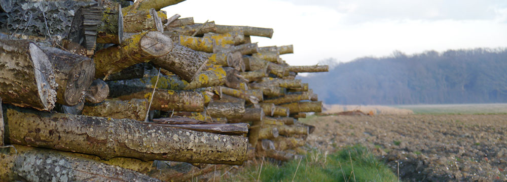 Logs for sale
